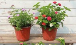 天涯爆料燕子最新视频,燕子最新视频揭秘惊人内幕